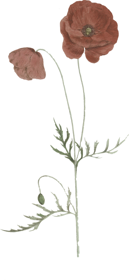 Floral Plant Illustration